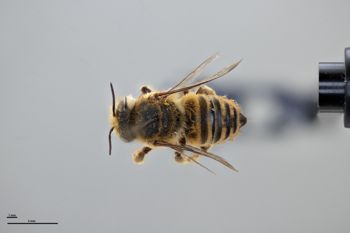 Media type: image;   Entomology 794855 Aspect: habitus dorsal view